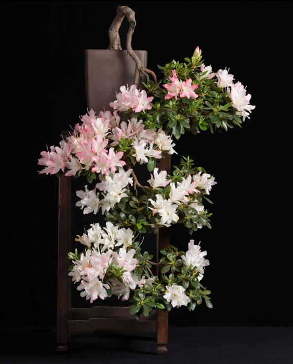 杜鵑花