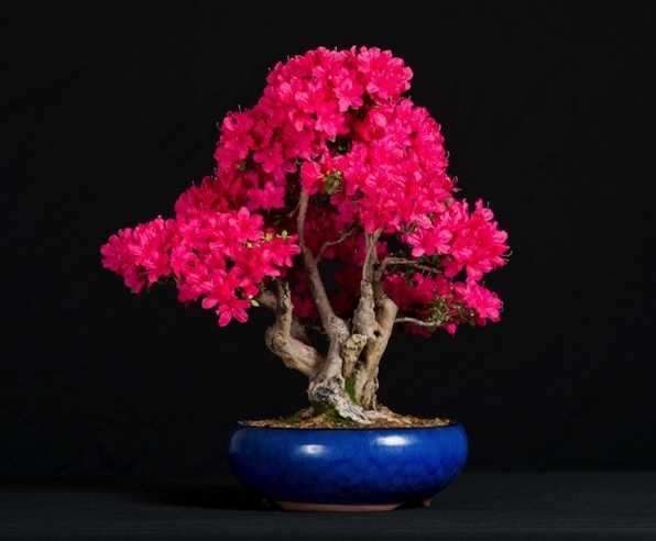 杜鵑花