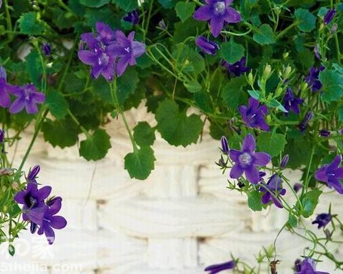 風鈴花