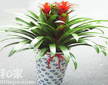 鳳梨科花卉