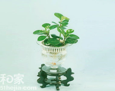 水培花卉
