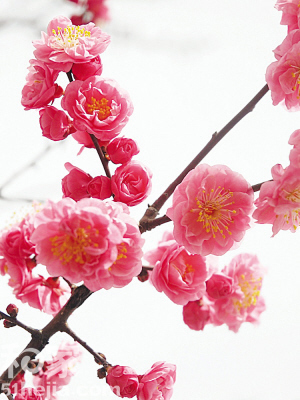梅花