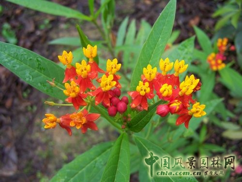 馬利筋