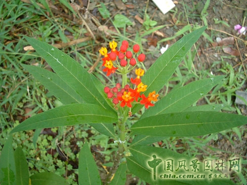 馬利筋