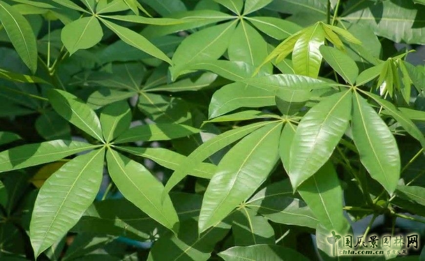 馬拉巴栗