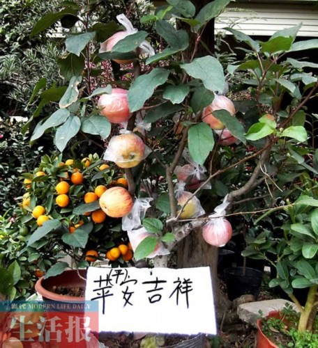 商家擺賣的盆栽“蘋果樹”樹高僅1米左右，果實累累