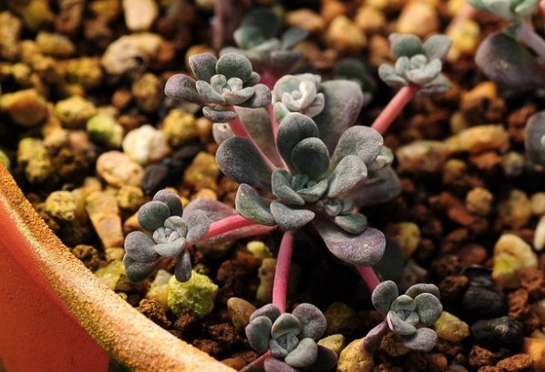 多肉植物