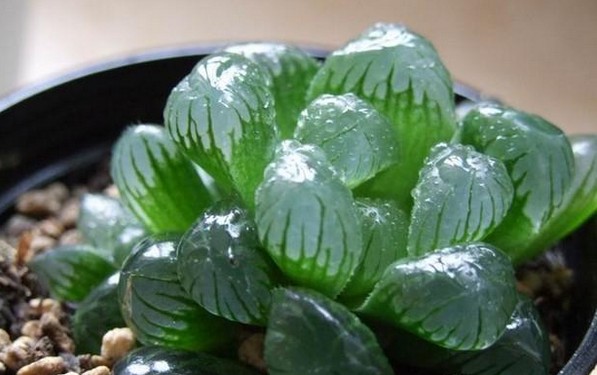 多肉植物