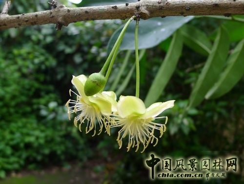 馬蛋果