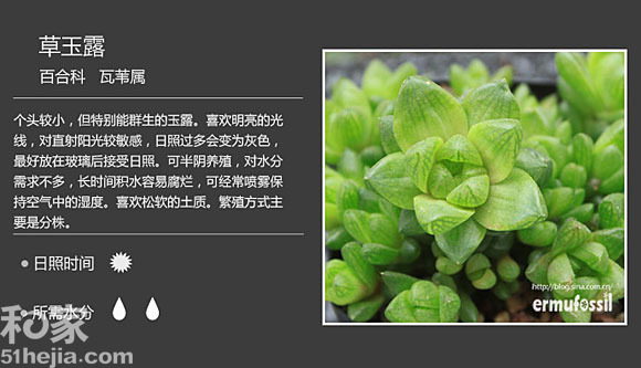 草玉露