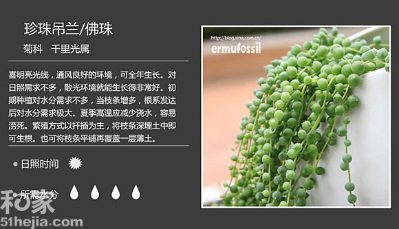 珍珠吊蘭