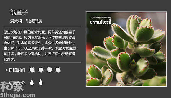 熊童子