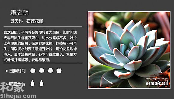 霜之朝