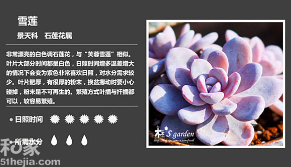 雪蓮