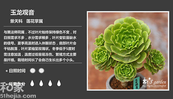 玉龍觀音