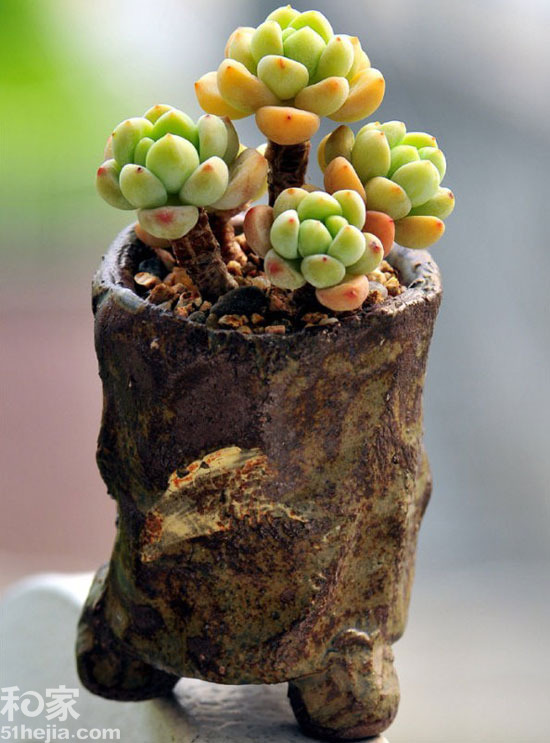 多肉植物
