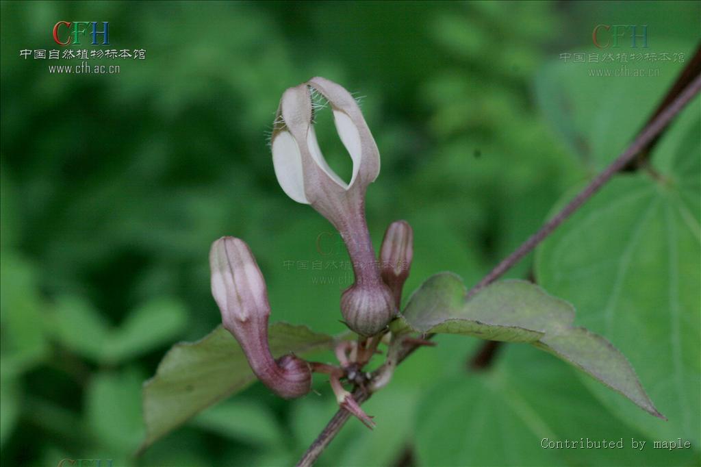 馬鞍山吊燈花