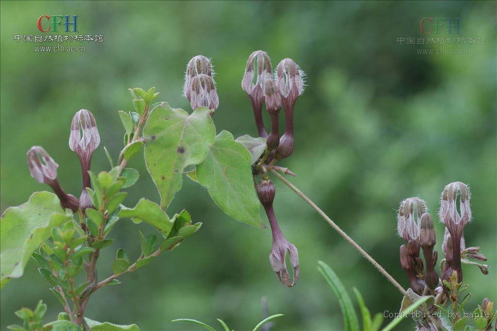 馬鞍山吊燈花