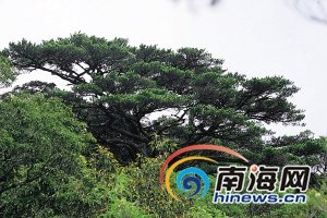 海拔1811米高的鸚哥嶺主峰上的五針?biāo)伞：Ｄ先請(qǐng)?bào)記者張杰攝