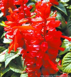 紅花鼠尾草