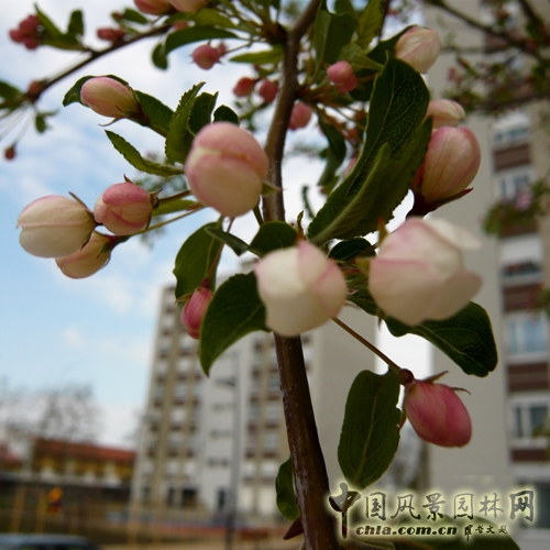 阿森納街區