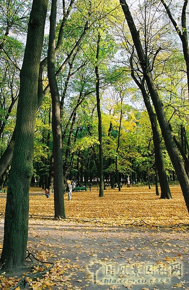 夏花園