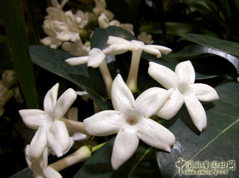 非洲茉莉