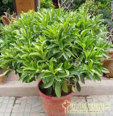 非洲茉莉