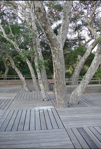 景觀設(shè)計(jì) 唐納花園 托馬斯·丘奇 加州花園