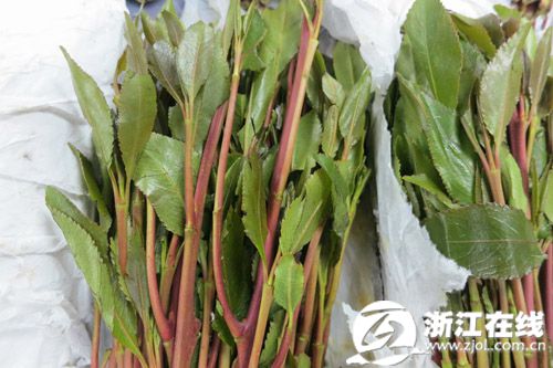 阿拉伯茶