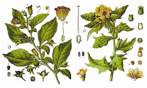 顛茄（左）與天仙子（右），兩種劇毒的茄科植物