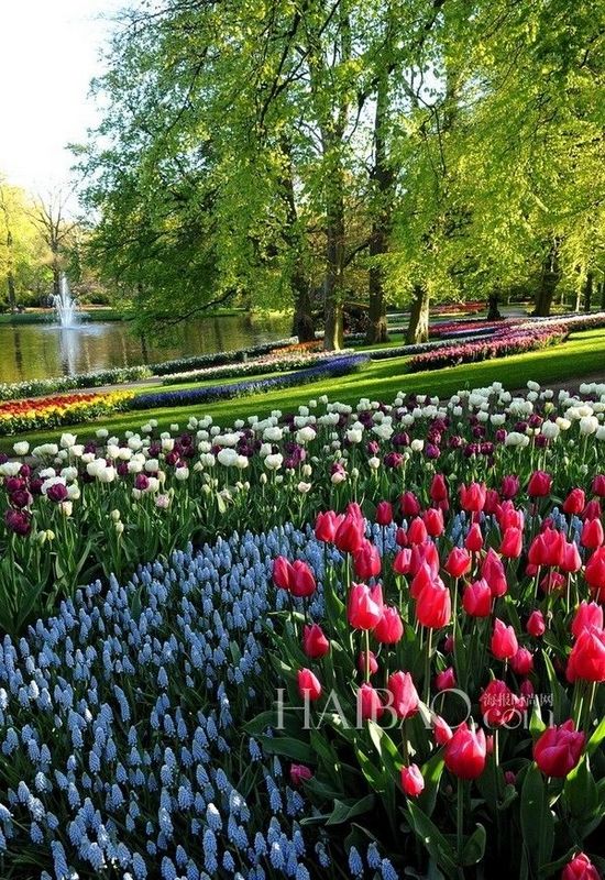 美麗花園 花園景觀