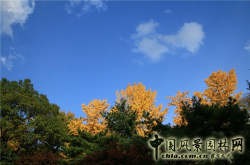 青瓦臺(tái)