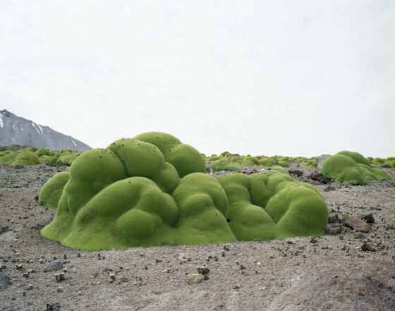 植物
