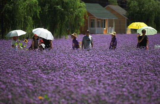 人間花海風(fēng)情園