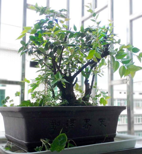 成型烏飯盆景