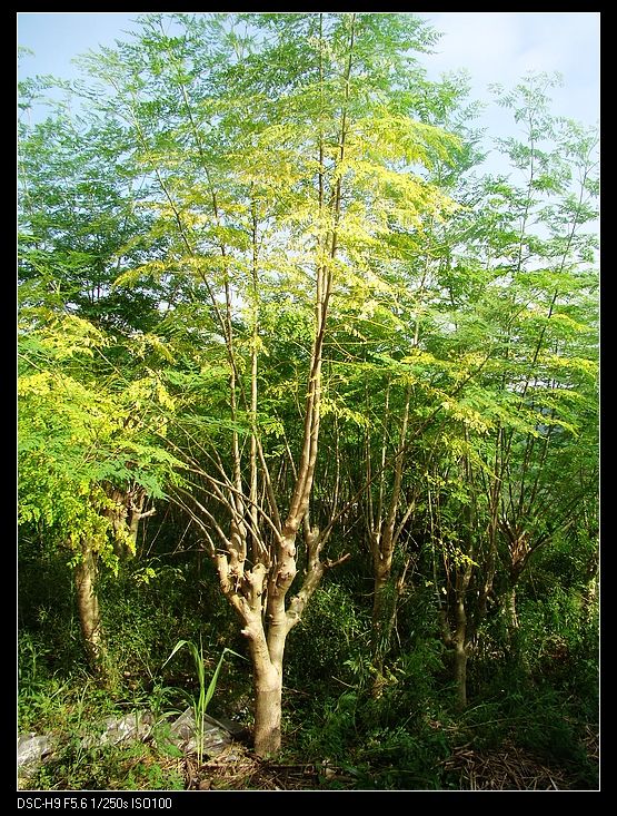 辣木樹