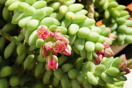 小玉珠簾