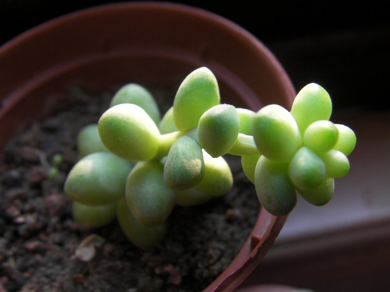 小玉珠簾