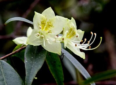 黃花杜鵑