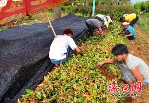 花農(nóng)在種植花卉。