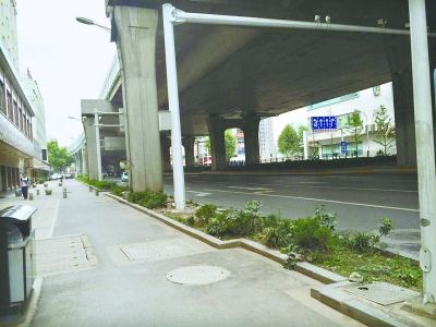 沿著發展大道自西向東約200米路段，其綠化帶中栽種了一些低矮雜亂的灌木叢，未見綠樹