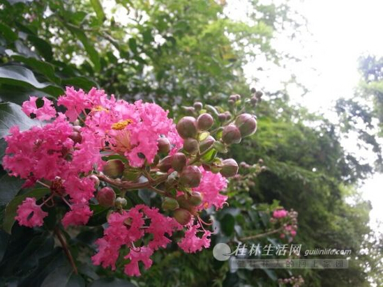 紫薇花色艷麗，花期很長。