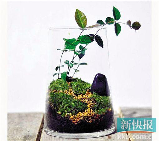 微景觀生態缸