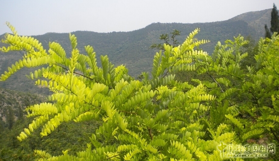 國槐