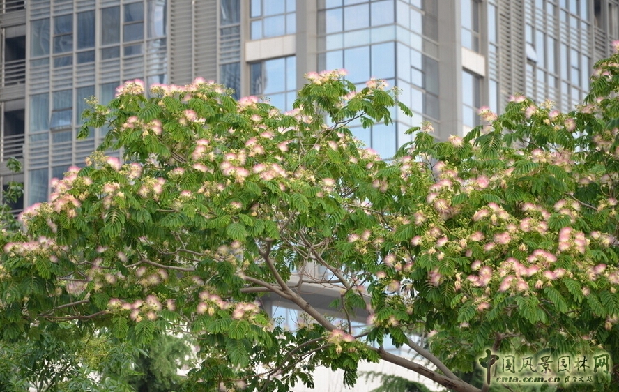 合歡