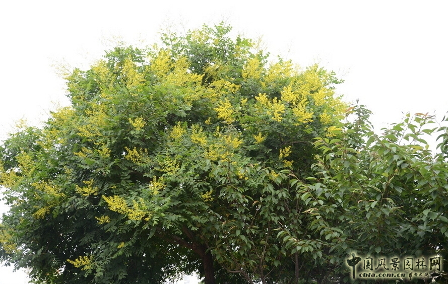欒樹