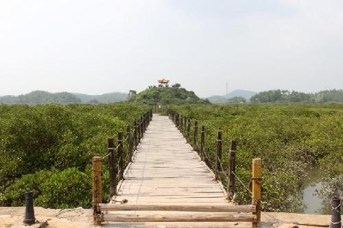 欽州茅尾海紅樹林生態濕地