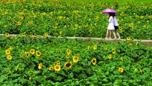 南京公園景區(qū) 向日葵 南京賞花