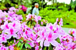  17新樹種添靚花城